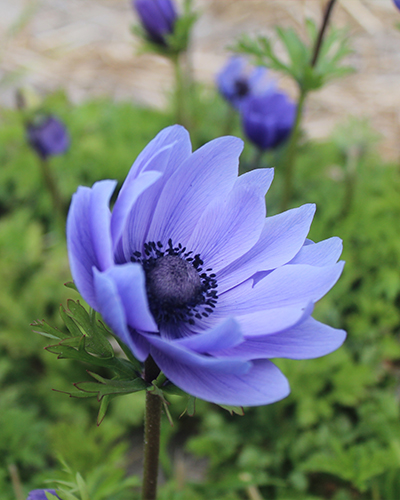 ANEMONE (VETERNICA) CORONARIA MR. FOKKER 100 ks